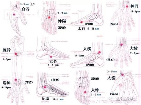 源穴|原穴:原穴圖示,原穴概述,原穴定義,關於源流,原穴與病理,動力,穴位…